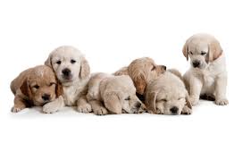 Find and download puppies backgrounds on hipwallpaper. Wallpaper Dogs Puppies White Background Cubs Images For Desktop Section Sobaki Download