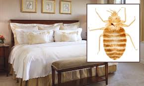 the bedbug problem in nyc hotels bedbugs