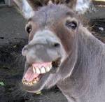 Resultado de imagem para burro a rir