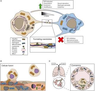 Mechanisms of intercellular mitochondrial transfer via tunneling nanotubes, EVs, and cell fusion, AI generated