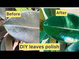 How To Make Leaves Of Indoor Plant