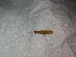 on carpet is probably house centipede