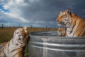 And by the way south america is larger than russia as well, though not by much. Captive Tigers In The U S Outnumber Those In The Wild It S A Problem