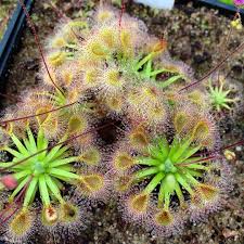Drosera nitidula is a species in the genus drosera which contains between 207 and 218 species and belongs to the family of the droseraceae (sundew family). Pin Auf Drosera