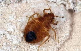 spotting signs of bed bugs in your san