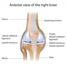 The knee joint is a hinge type synovial joint, which mainly allows for flexion and extension (and a small degree of medial and lateral rotation). Knee Anatomy