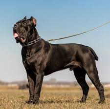 Bullmastiffs are very loyal and devoted to their families. Bullmastiff Puppies For Sale Adoptapet Com
