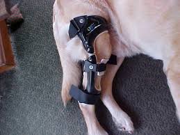 dog knee brace from orthopets