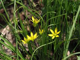 Gagea Salisb. | Plants of the World Online | Kew Science