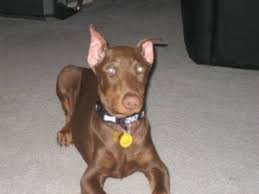 Puppies for sale in united states offer from top breeders and sellers. Doberman Pinscher Puppies In Michigan