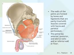 Pelvic floor muscles that are located wholly within the pelvis. Pelvic Wall Joints Of The Pelvis Pelvic Floor Ppt Video Online Download