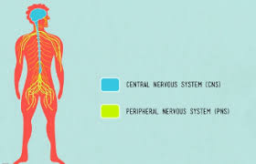 Nerve cells may be described as receivers and transmitters of information that allow an organism to respond appropriately. Nervous System