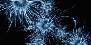 Resultat d'imatges de neurogenesis