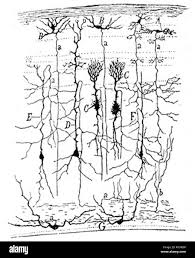Dibujo de Ramón y Cajal de varios tipos de aparato de Golgi teñidos de  neuronas en la óptica de un gorrión tectum Fotografía de stock - Alamy
