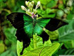 Green Butterfly Ultra HD Desktop ...