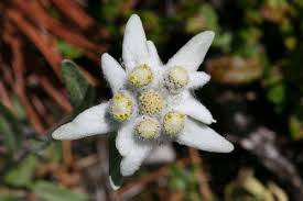 Leontopodium alpinum - Wikipedia