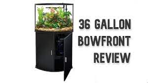 top fin 36g bowfront aquarium review