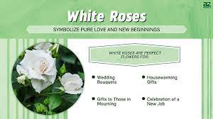 white roses meaning symbolism and