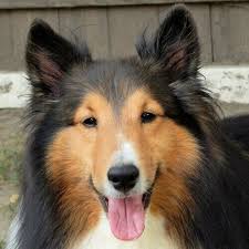 how to care for shetland sheepdogs