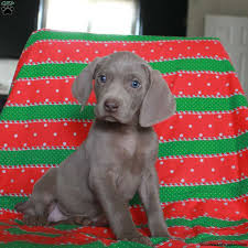 A site dedicated to loving, raising, and. Lacy Weimaraner Puppy For Sale In Pennsylvania
