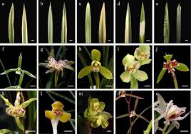 the china orchid industry past and
