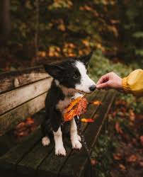 The border collie is the world's premiere unsurpassed as a sheepdog in terms of agility, stamina and patience. The Border Collie A Guide For Owners Pethelpful