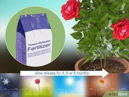 how to fertilize roses with pictures