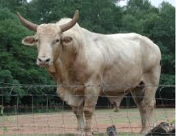 Brahman cow ki pehchan aur khobian, brahman bull. Brahman Cattle Academic Kids