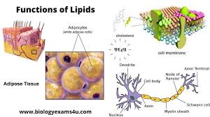 10 major functions of lipids biomolecules