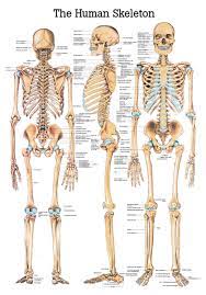 Welcome to innerbody.com, a free educational resource for learning about human anatomy and physiology. The Human Skeleton Anatomical Chart Osta International