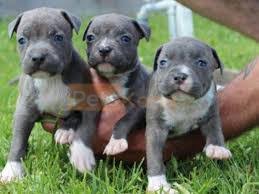At times we may only have a few staffordshire bull terrier available so we do hope you check back soon to find and locate your new furry best friend! Staffordshire Bull Terrier Puppies For Sale In Uk Petskona Com