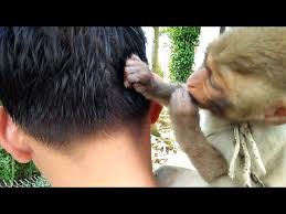 monkey picking lice from human hair