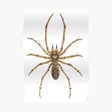 Howstuffworks gets to know these arachnids. Camel Spider Wall Art Redbubble