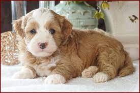 Havanese puppies for sale, havanese dogs for adoption and havanese dog breeders. Havapoo Puppies River View Puppies