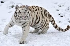 bengal tiger albino tiger s