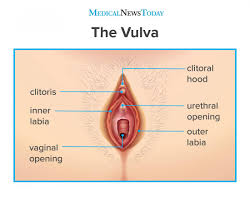 Clitoral Hood What It Is Appearance And Function