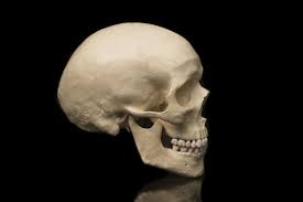 the cranium skull do anatomy