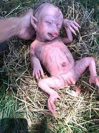 Did pig deliver a baby with mix features of human and pig ? - SM Hoax  Slayer Swachh Social Media Abhiyaan by Pankaj Jain
