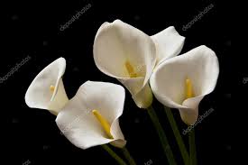 calla lily flowers stock photo by