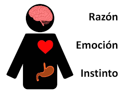 Instinto, emociones y razón, los tres componentes del cerebro triuno – Gerencia de 3cerebros (Eres energía, eres emoción, descubre y encuéntrate con tu cerebro triuno !!)