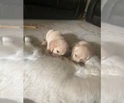 Please enjoy your visit and feel free to contact us if you have any further questions about our dogs, available litters, or the golden retriever breed in general. Golden Retriever Puppies For Sale Near Austin Texas Usa Page 1 10 Per Page Puppyfinder Com