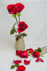 romantic and beautiful red rose rose