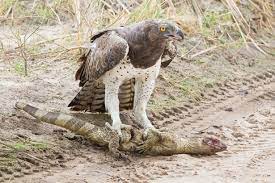 Martial Eagle - Poleмaetus Ƅellicosus - Carniʋora