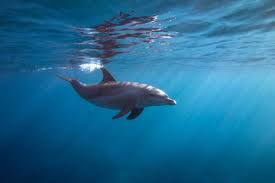 10 free dolphin pictures free hd