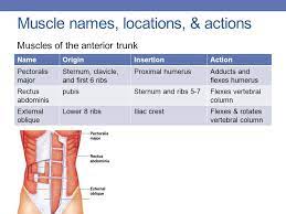 Muscle name origin insertion action innervation muscles of upper extremity pectoralis major medial half of clavicle, front of sternum, costal. Muscle Names Movement Ppt Download