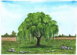 Weeping Willow Tree Watercolor Painting Watercolour by Shweta Mahajan |  Artfinder