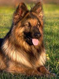 long haired german shepherd dog 1080p