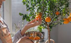 How To Grow A Lemon Tree In A Pot The