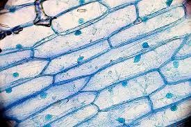 (i) from what plant did you obtain the cells? Onion Cells Under A Microscope Requirements Preparation Observation