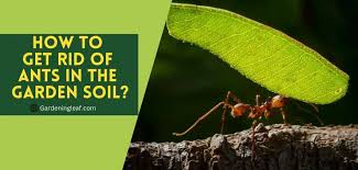 get rid of ants in the garden soil